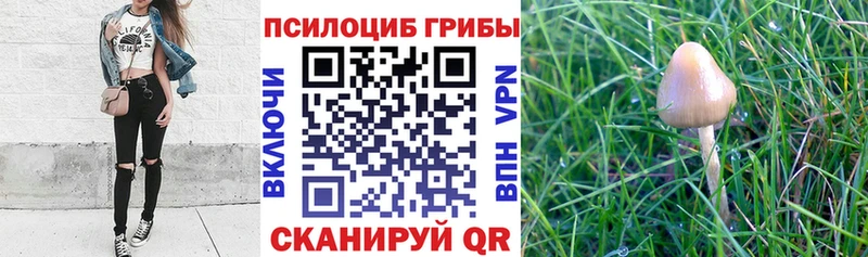 Псилоцибиновые грибы Cubensis  закладки  даркнет телеграм  Уяр 